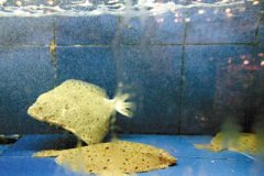 同时要求各出产企业严酷产物出厂（场）查验轨